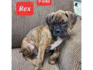 Boxer Puppy for sale in Logan, IA, USA