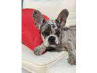 French Bulldog Puppy for sale in Middlesex, NJ, USA
