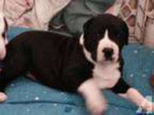 Great Dane Puppy for sale in BROOKLYN, CT, USA