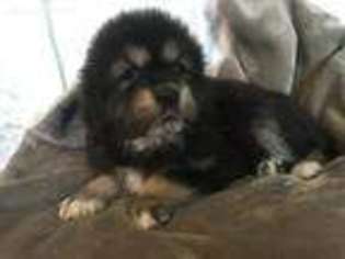 Tibetan Mastiff Puppy for sale in Gwynedd Valley, PA, USA