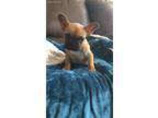 French Bulldog Puppy for sale in Downingtown, PA, USA
