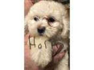 Mutt Puppy for sale in Hamilton, OH, USA