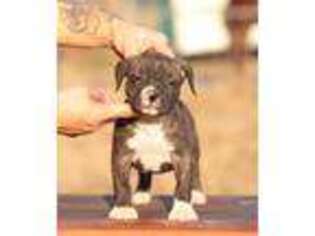 Mutt Puppy for sale in Roy, WA, USA