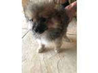 Pomeranian Puppy for sale in Punta Gorda, FL, USA