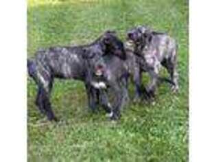 Irish Wolfhound Puppy for sale in Fredericktown, OH, USA