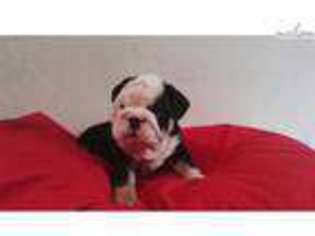 Bulldog Puppy for sale in Orlando, FL, USA