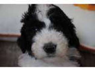 Mutt Puppy for sale in Dodd City, TX, USA
