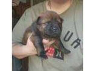 Chow Chow Puppy for sale in Stayton, OR, USA