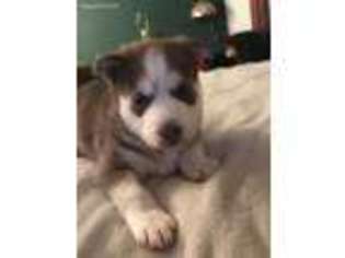 Siberian Husky Puppy for sale in Coeymans Hollow, NY, USA