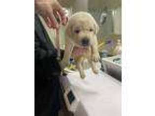 Labrador Retriever Puppy for sale in Providence Forge, VA, USA