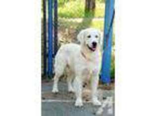 Golden Retriever Puppy for sale in MOUNT STERLING, KY, USA