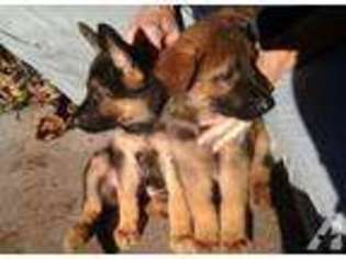 German Shepherd Dog Puppy for sale in PORTLAND, CT, USA