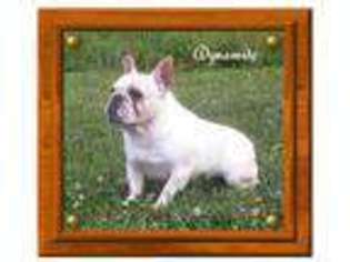 French Bulldog Puppy for sale in Glendale, KY, USA