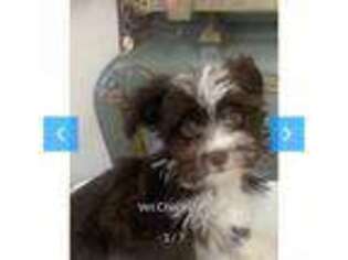 Havanese Puppy for sale in Oswego, IL, USA