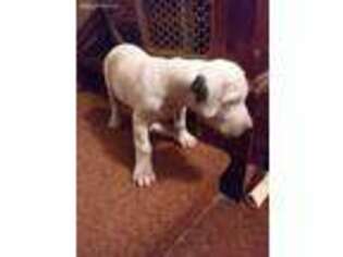 Dogo Argentino Puppy for sale in Oil City, PA, USA