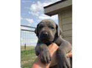 Great Dane Puppy for sale in Bainville, MT, USA