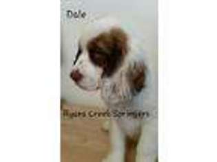 English Springer Spaniel Puppy for sale in Williamsburg, KY, USA