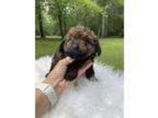 Mutt Puppy for sale in New Caney, TX, USA