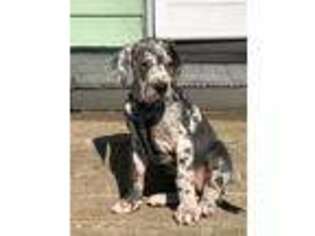 Great Dane Puppy for sale in Hyde Park, MA, USA