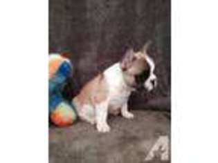 French Bulldog Puppy for sale in ARLINGTON, WA, USA