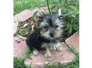 Yorkshire Terrier Puppy for sale in Fletcher, OK, USA