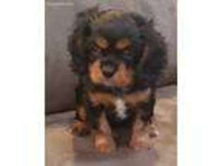 Cavalier King Charles Spaniel Puppy for sale in Folsom, CA, USA