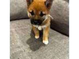 Shiba Inu Puppy for sale in Saint Cloud, FL, USA