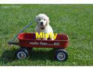 Mutt Puppy for sale in Kinross, MI, USA