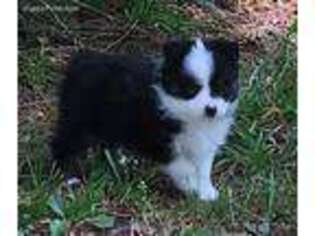 Miniature Australian Shepherd Puppy for sale in Chelsea, AL, USA