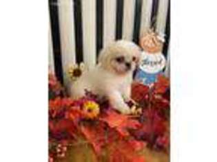 Pekingese Puppy for sale in Edgewood, TX, USA