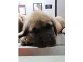 Mastiff Puppy for sale in Oxford, NC, USA
