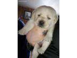 Labrador Retriever Puppy for sale in Dixmont, ME, USA