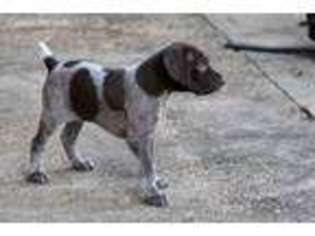 German Shorthaired Pointer Puppy for sale in Brooksville, MS, USA