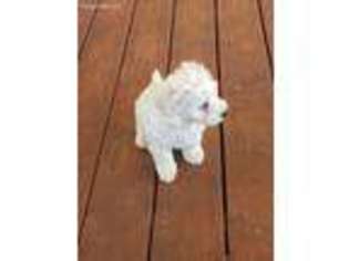 Coton de Tulear Puppy for sale in Fairhope, AL, USA