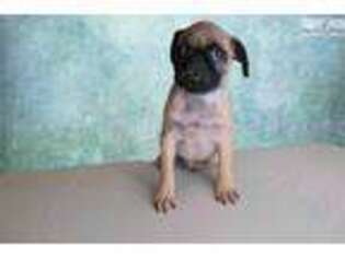 Pug Puppy for sale in Saint George, UT, USA