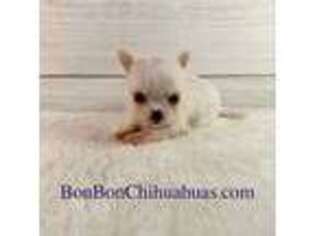 Chihuahua Puppy for sale in Santa Fe, TX, USA