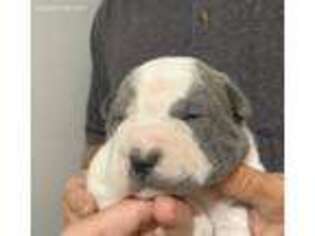 Mutt Puppy for sale in Merritt Island, FL, USA