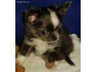 Chihuahua Puppy for sale in Oklahoma City, OK, USA