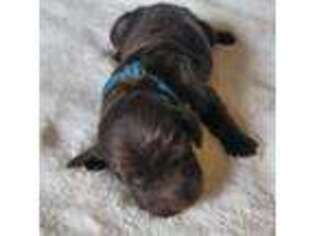 Boykin Spaniel Puppy for sale in Wrenshall, MN, USA