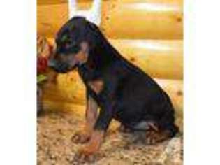 Doberman Pinscher Puppy for sale in DEEPWATER, MO, USA
