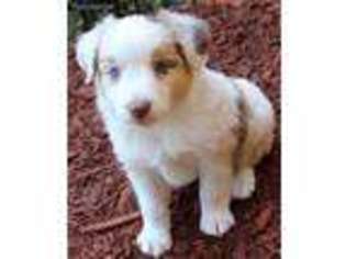 Miniature Australian Shepherd Puppy for sale in Holcombe, WI, USA