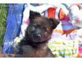 German Shepherd Dog Puppy for sale in Benson, NC, USA