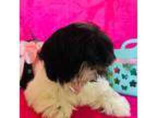 Mutt Puppy for sale in Coalinga, CA, USA