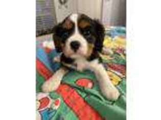 Cavalier King Charles Spaniel Puppy for sale in Lumberton, MS, USA