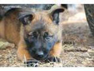 Belgian Malinois Puppy for sale in Leasburg, MO, USA