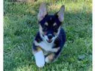 Cardigan Welsh Corgi Puppy for sale in Rochester, NY, USA