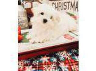 Maltese Puppy for sale in Aiken, SC, USA