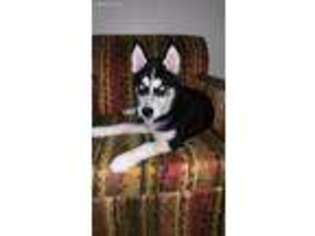 Siberian Husky Puppy for sale in West Chester, PA, USA