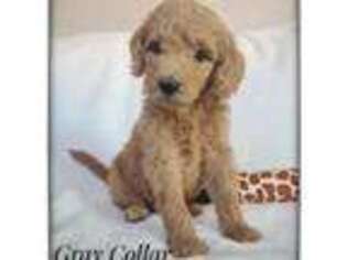Labradoodle Puppy for sale in Mission, TX, USA