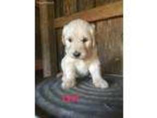 Goldendoodle Puppy for sale in Taylorsville, NC, USA